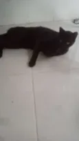 Fiapo