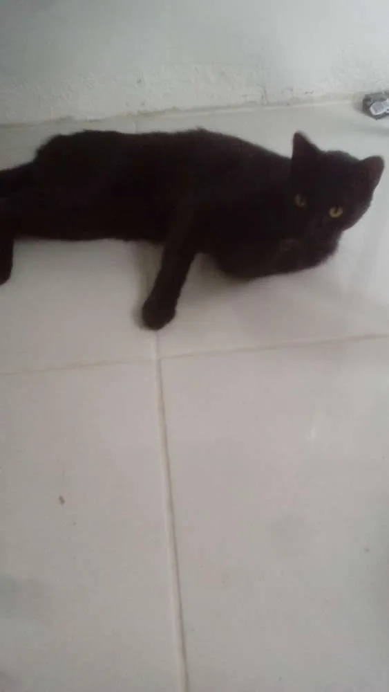 Gato ra a Indefinida idade 1 ano nome Fiapo