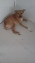Felícia