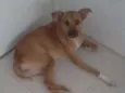 Felícia