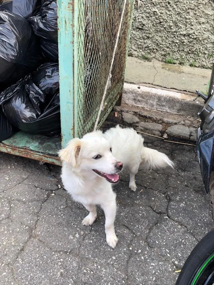 Cachorro ra a Vira lata idade 2 anos nome Sem nome