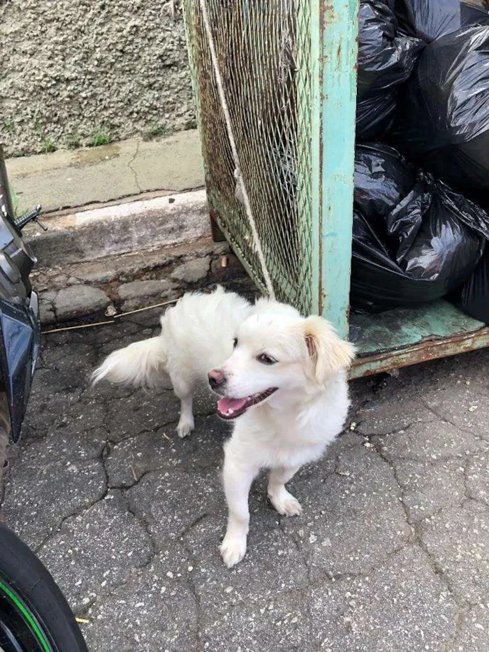 Cachorro ra a Vira lata idade 2 anos nome Sem nome