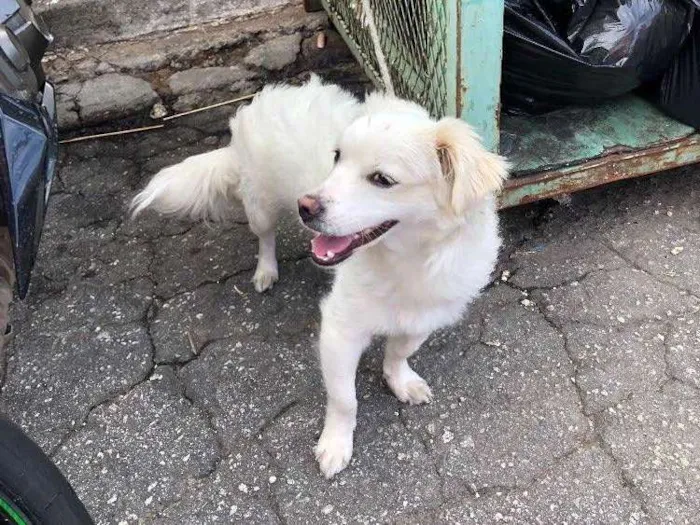 Cachorro ra a Vira lata idade 2 anos nome Sem nome