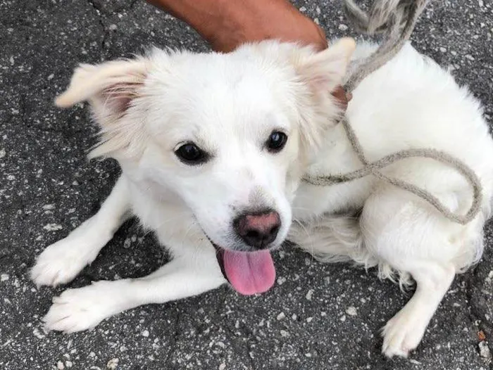 Cachorro ra a Vira lata idade 2 anos nome Sem nome