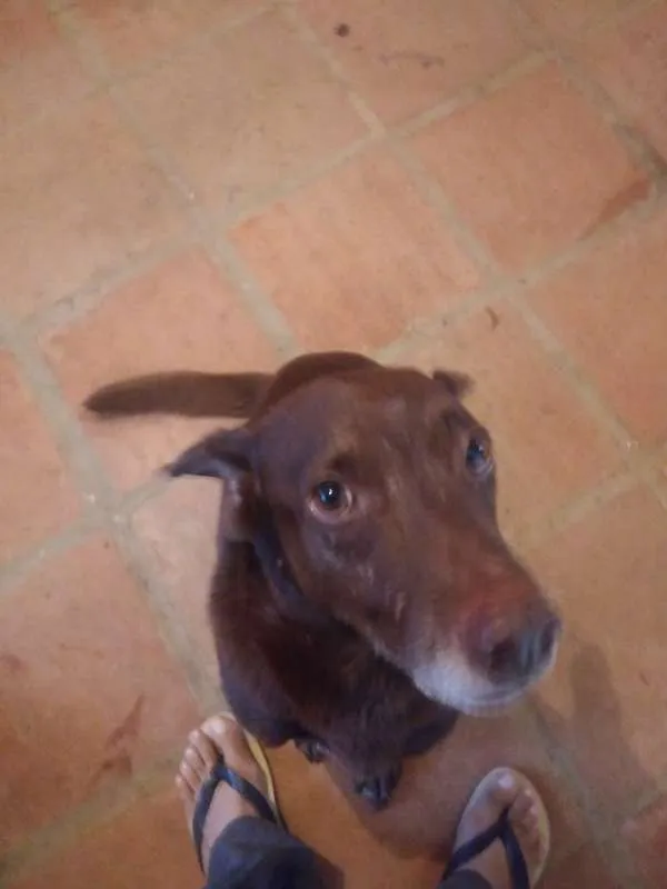 Cachorro ra a Não definida idade 6 ou mais anos nome Costelinha
