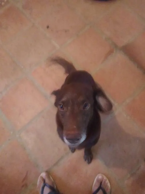 Cachorro ra a Não definida idade 6 ou mais anos nome Costelinha