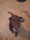 Costelinha