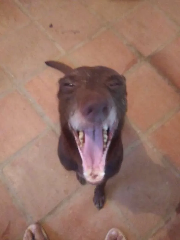 Cachorro ra a Não definida idade 6 ou mais anos nome Costelinha