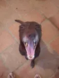 Costelinha