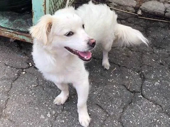 Cachorro ra a Vira lata idade 2 anos nome Sem nome