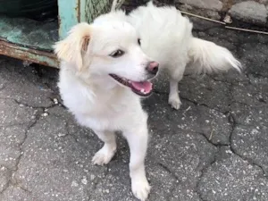 Cachorro raça Vira lata idade 2 anos nome Sem nome