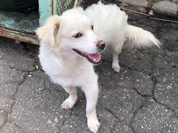 Cachorro ra a Vira lata idade 2 anos nome Sem nome