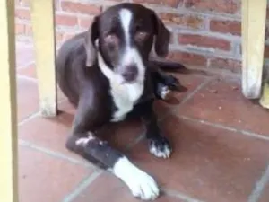 Cachorro raça Sem raça definida idade 6 ou mais anos nome Marley