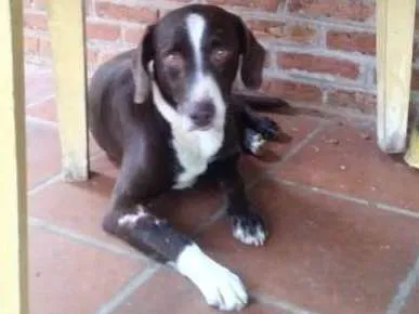 Cachorro ra a Sem raça definida idade 6 ou mais anos nome Marley