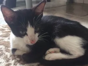 Gato raça SRD idade 2 a 6 meses nome Ditinho