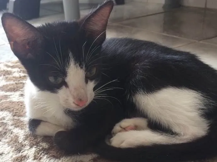 Gato ra a SRD idade 2 a 6 meses nome Ditinho
