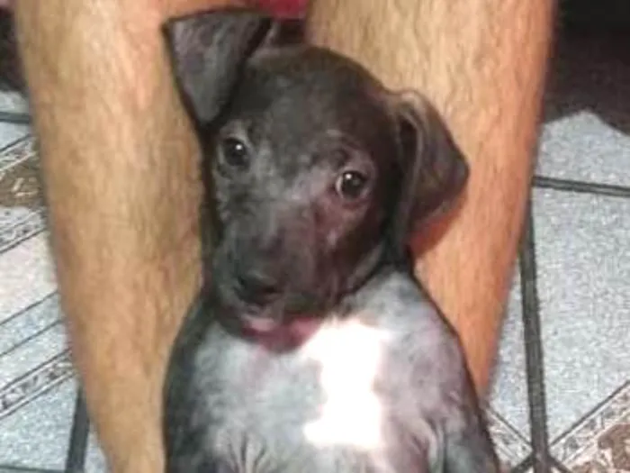 Cachorro ra a Viralata idade 2 a 6 meses nome Lisa