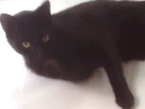 Gato raça Indefinida idade 1 ano nome Fiapo
