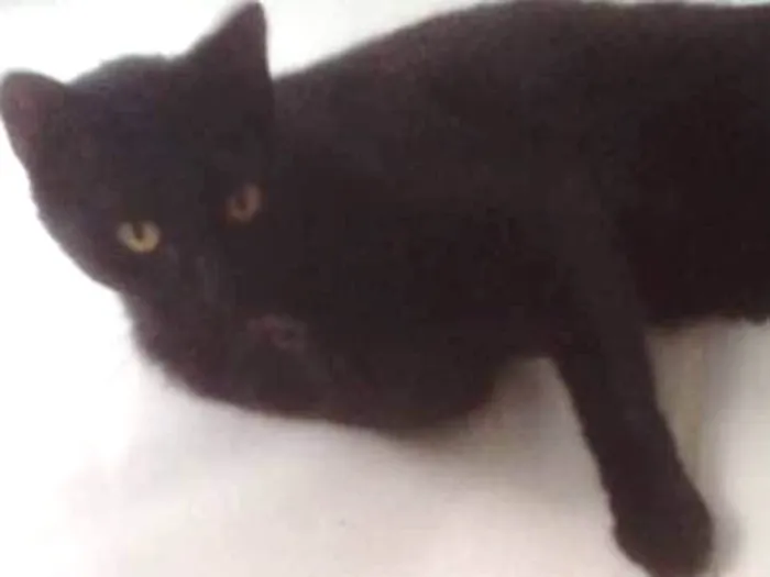 Gato ra a Indefinida idade 1 ano nome Fiapo