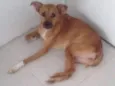 Felícia