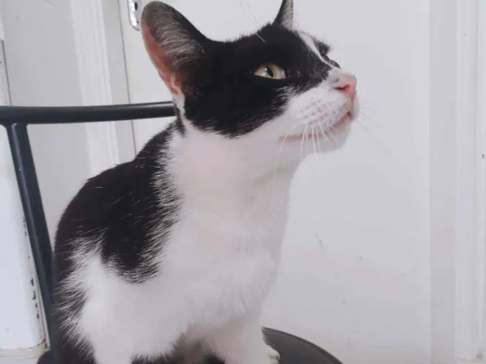 Gato ra a Vira lata idade 2 anos nome Neon