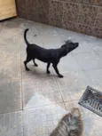 Pitocó
