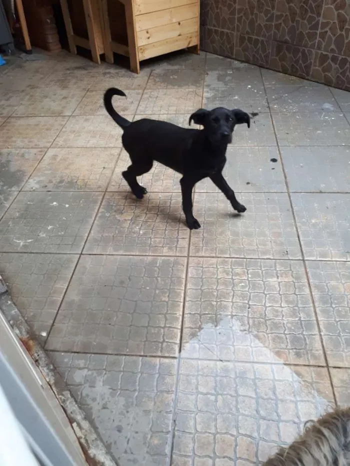 Cachorro ra a Vira lata  idade 2 a 6 meses nome Pitocó