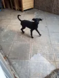 Pitocó