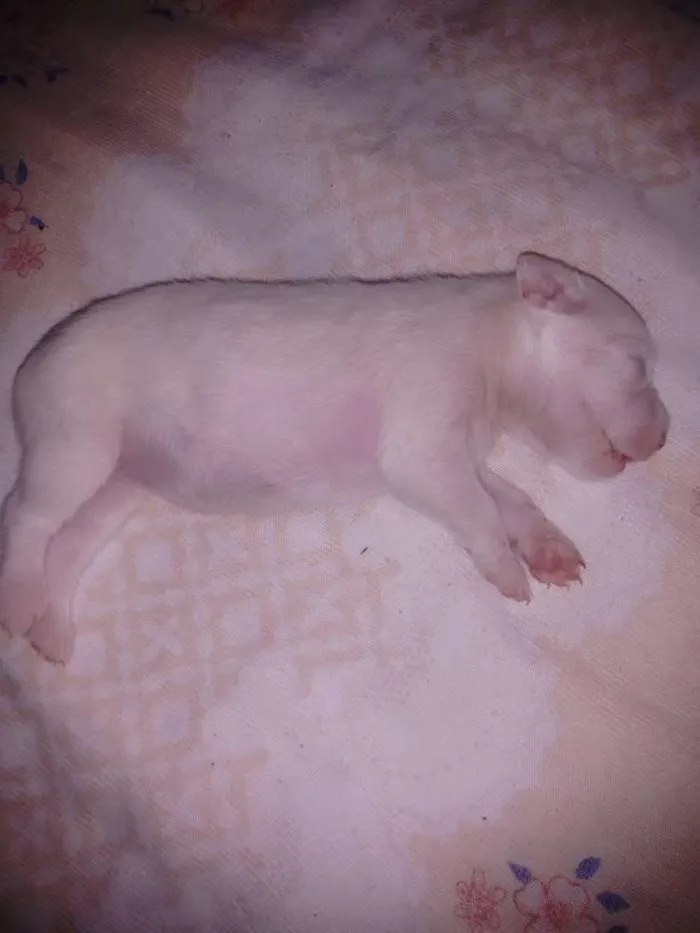 Cachorro ra a Vira lata idade Abaixo de 2 meses nome Blanca