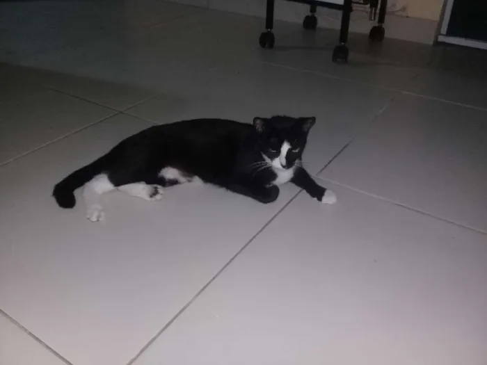 Gato ra a Viralata idade 7 a 11 meses nome Pitanga