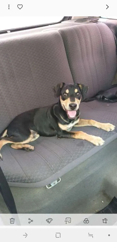Cachorro ra a Vira lata idade 1 ano nome Rodolpho