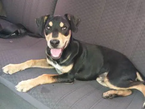 Cachorro ra a Vira lata idade 1 ano nome Rodolpho