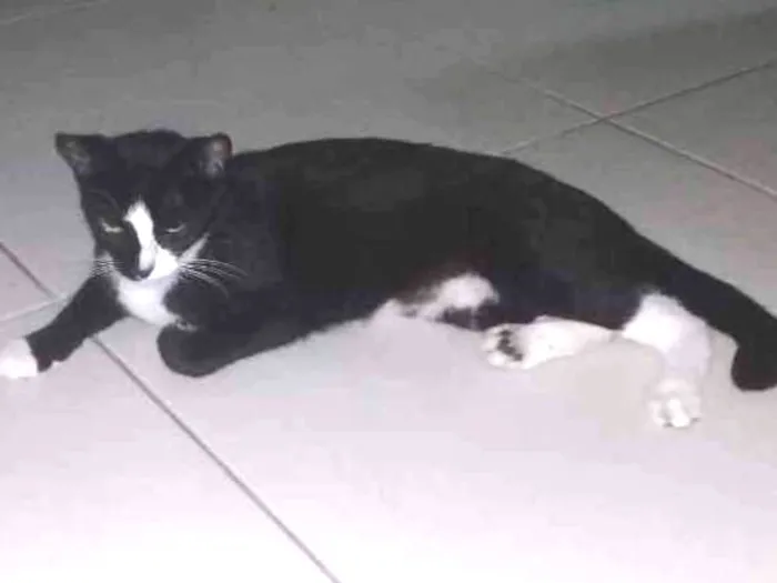 Gato ra a Viralata idade 7 a 11 meses nome Pitanga