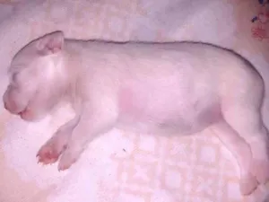 Cachorro raça Vira lata idade Abaixo de 2 meses nome Blanca