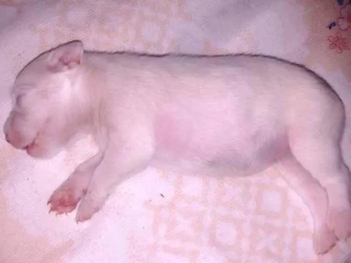 Cachorro ra a Vira lata idade Abaixo de 2 meses nome Blanca