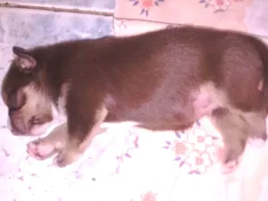 Cachorro raça Vira lata idade Abaixo de 2 meses nome Thor