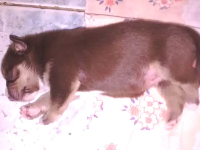 Cachorro ra a Vira lata idade Abaixo de 2 meses nome Thor
