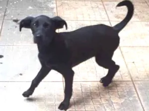 Cachorro raça Vira lata  idade 2 a 6 meses nome Pitocó