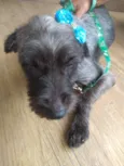 Vick