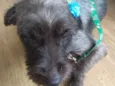 Vick