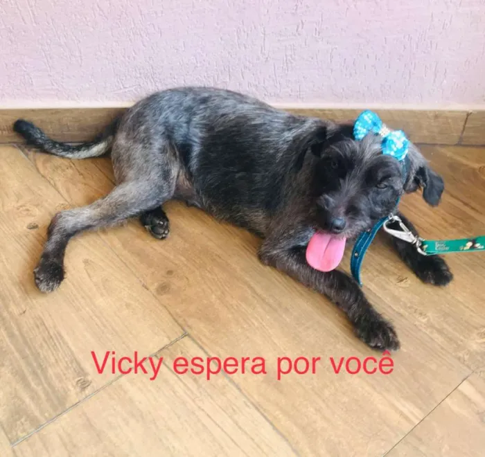 Cachorro ra a Srd idade 1 ano nome Vick