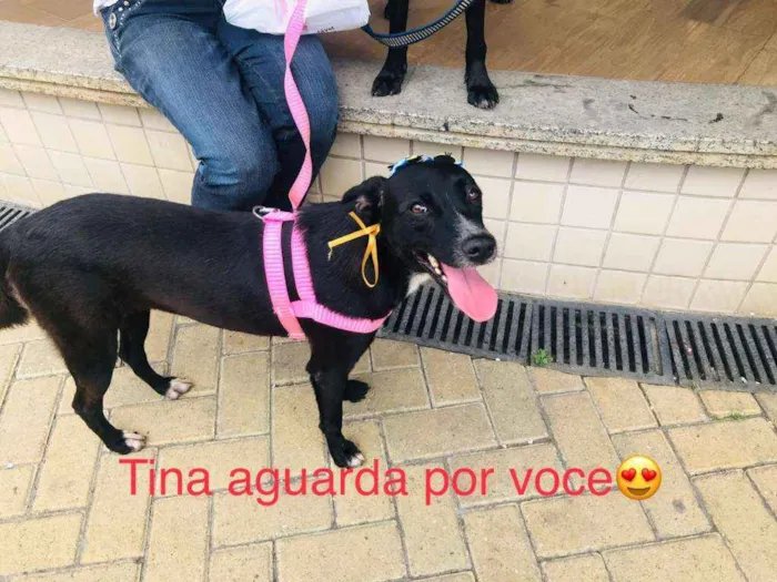 Cachorro ra a Srd idade 1 ano nome Tina