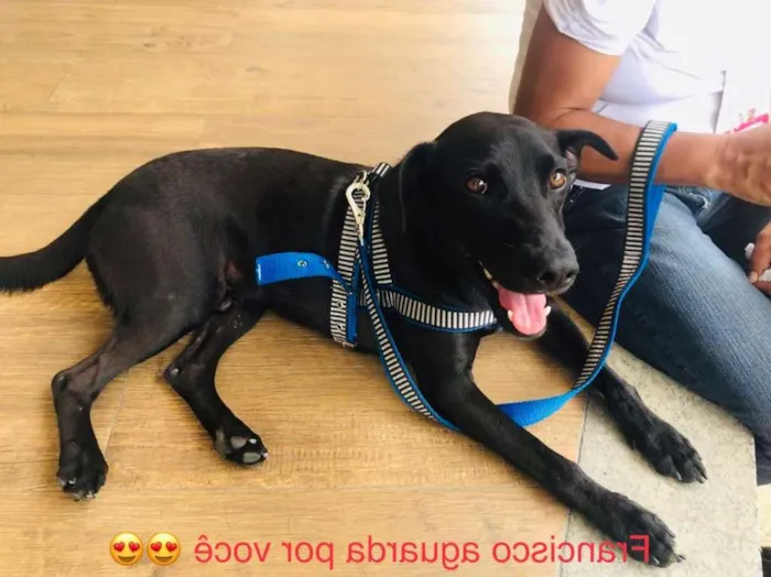Cachorro ra a Srd idade 1 ano nome Francisco