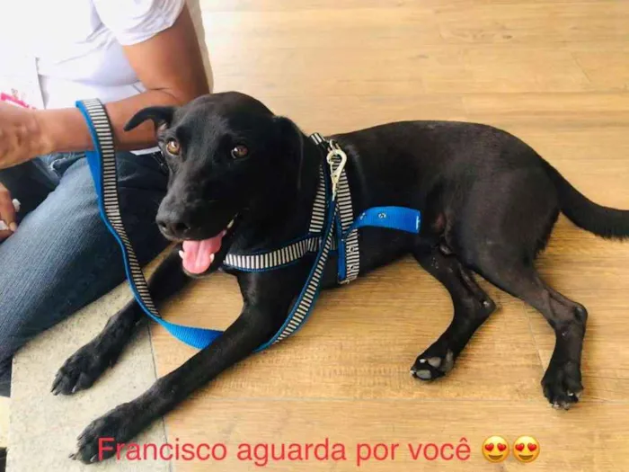 Cachorro ra a Srd idade 1 ano nome Francisco