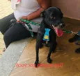 Tico