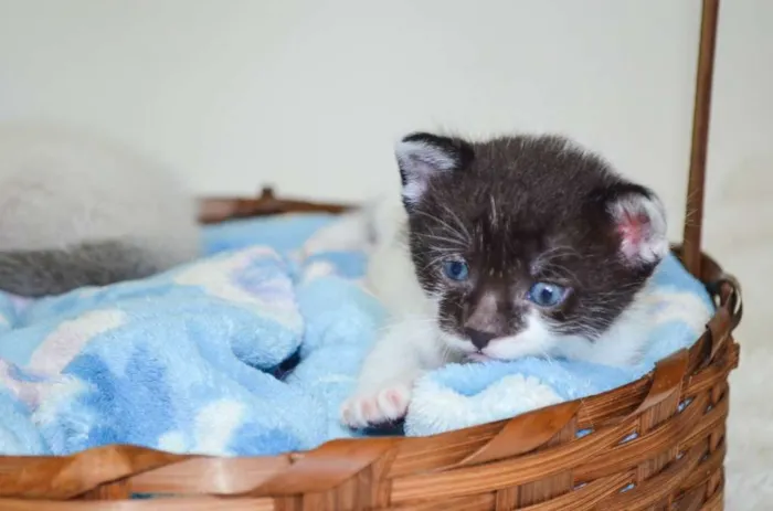 Gato ra a SRD idade Abaixo de 2 meses nome Toddy