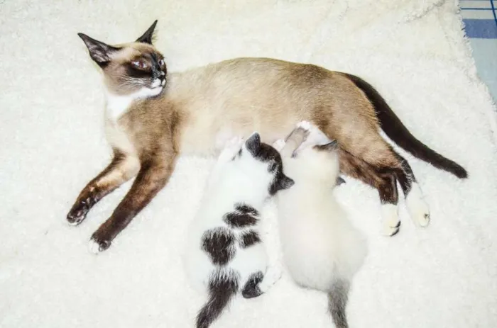 Gato ra a SRD idade Abaixo de 2 meses nome Toddy