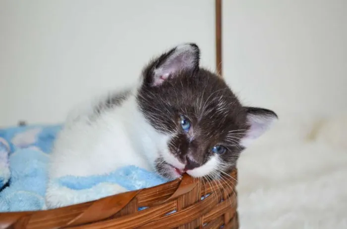 Gato ra a SRD idade Abaixo de 2 meses nome Toddy