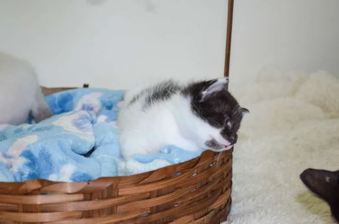 Gato ra a SRD idade Abaixo de 2 meses nome Toddy
