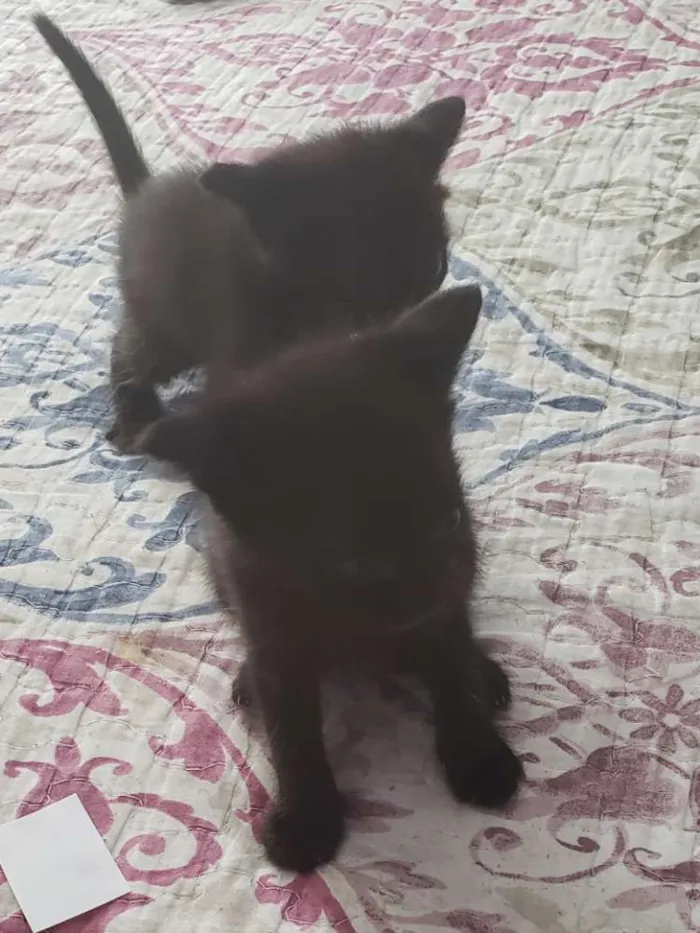 Gato ra a  idade Abaixo de 2 meses nome pandora